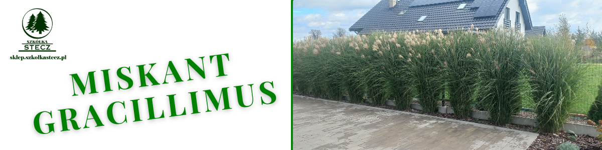 Miskant  Gracillimus